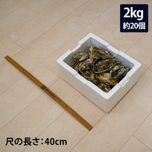 画像をギャラリービューアに読み込む, 殻付き牡蠣 : 2kg