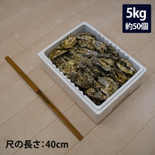 画像をギャラリービューアに読み込む, 殻付き牡蠣 : 5kg