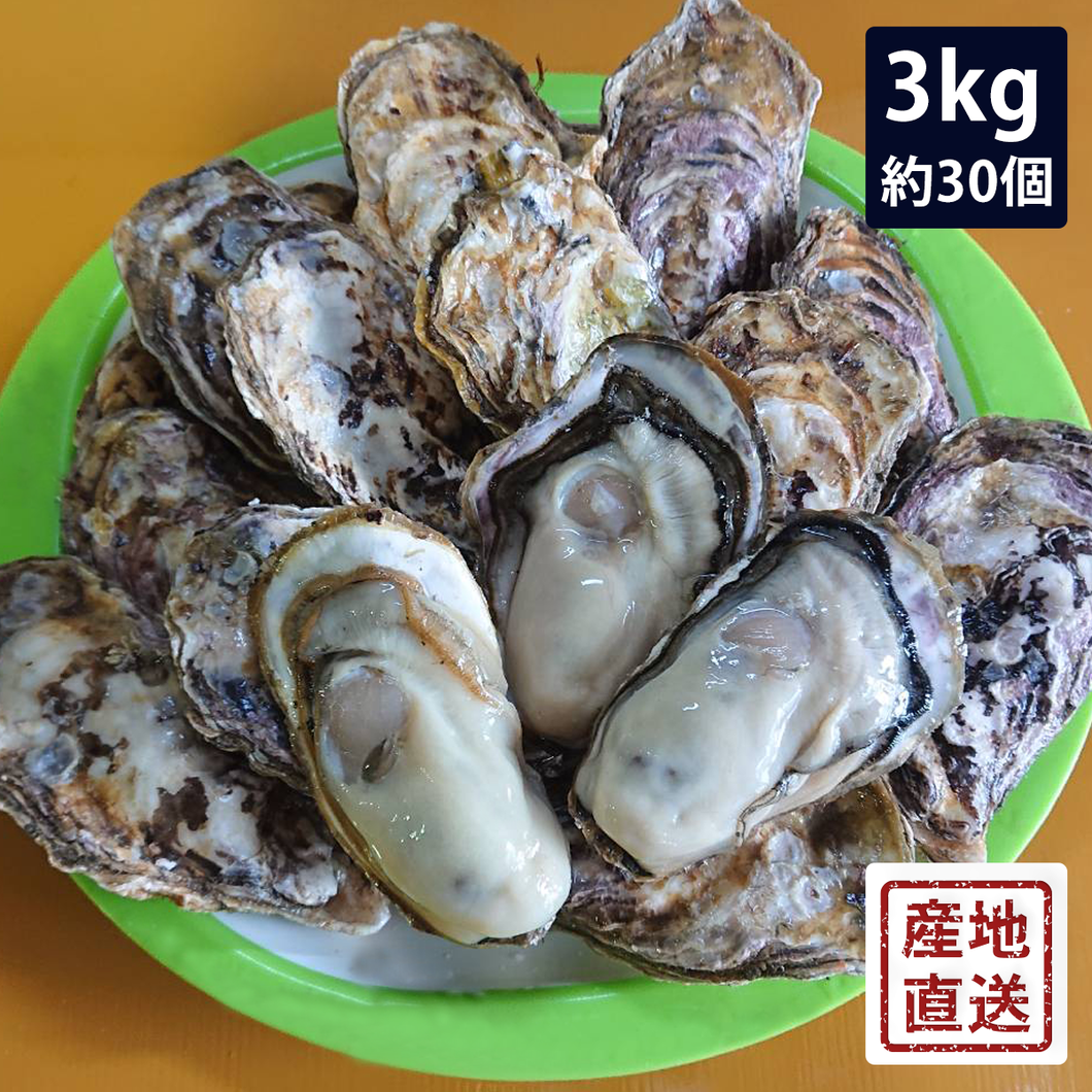 殻付き牡蠣 : 3kg